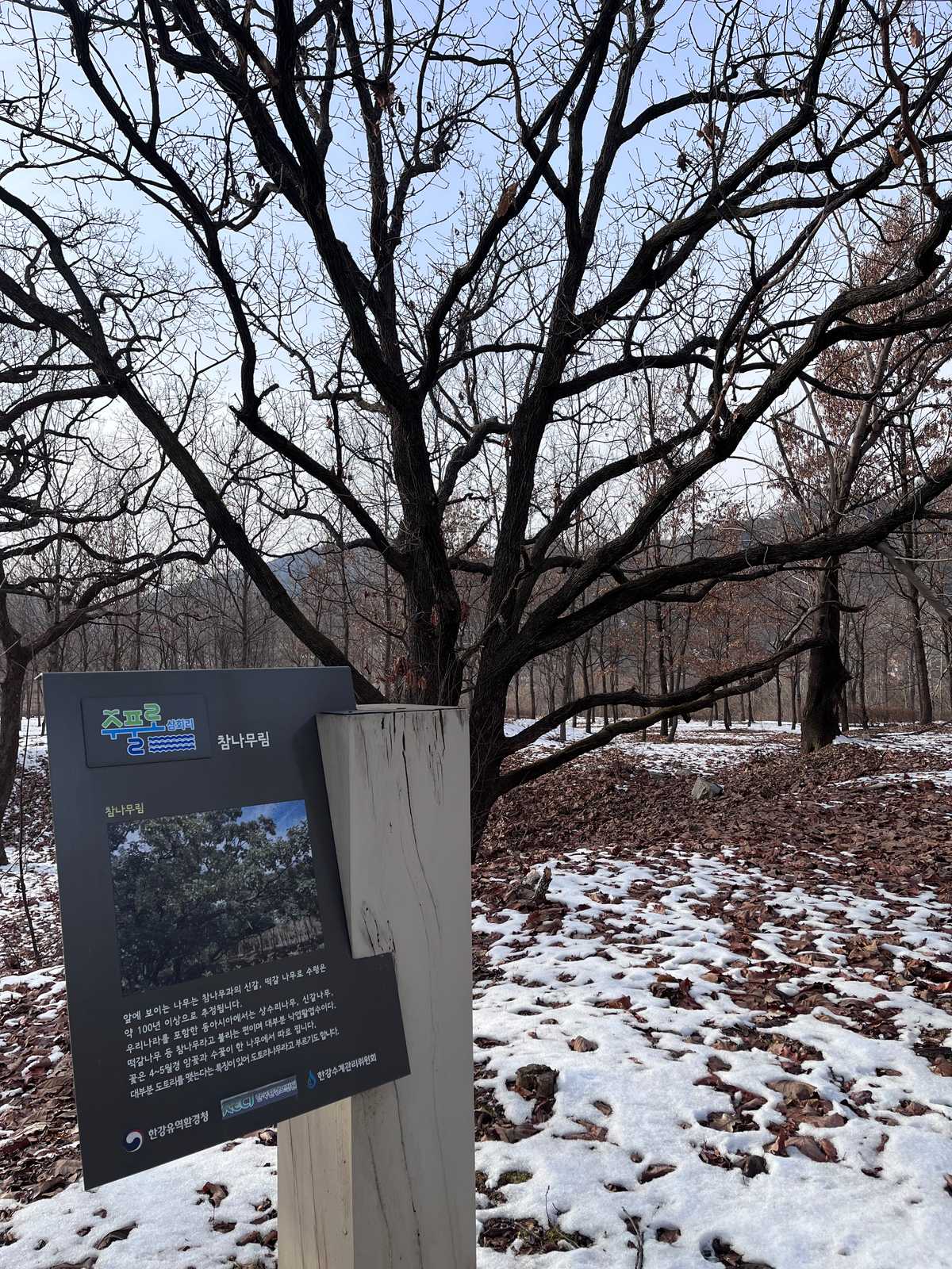 삼회리 수풀로 참나무림 설명