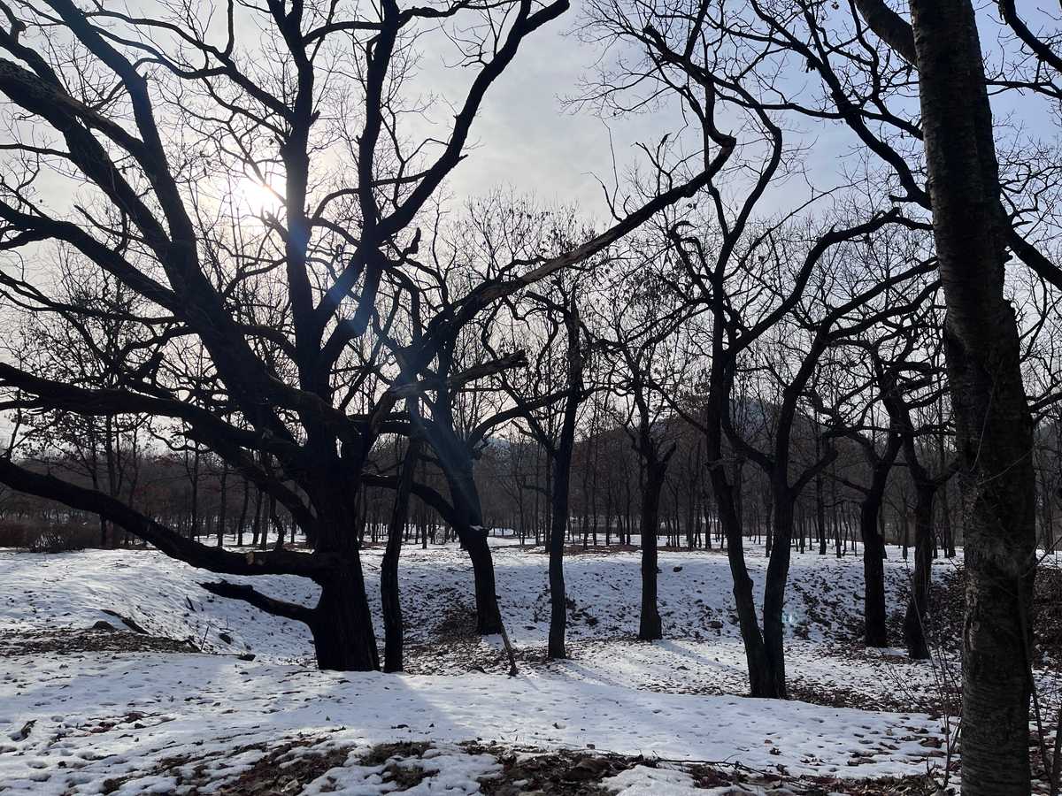 삼회리 수풀로 참나무림